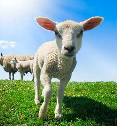 ufo environmental policy