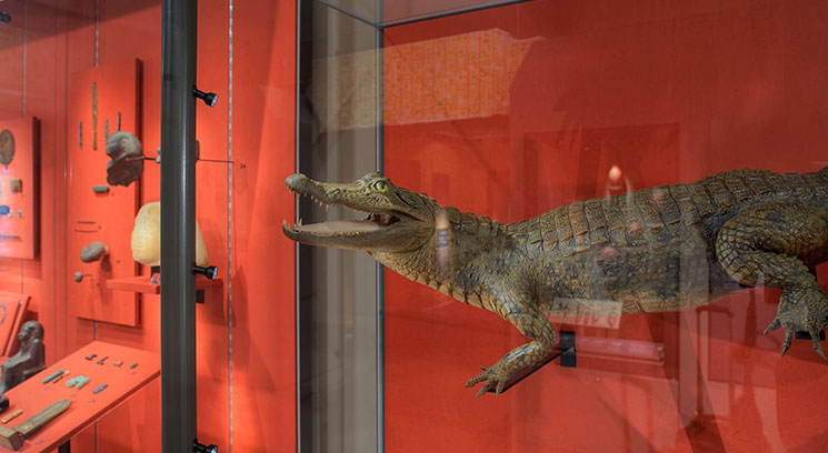 fiber optic light bars illuminating exhibits in display case